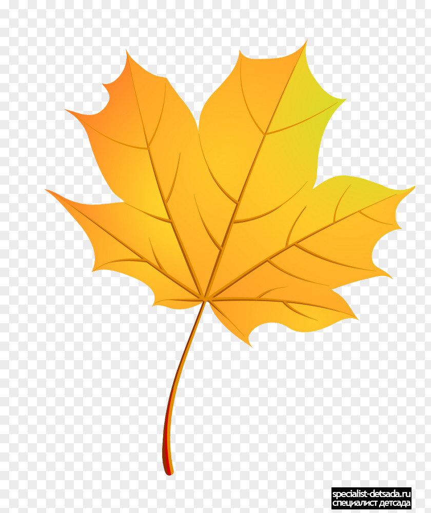 List Maple Leaf Paper Boxelder Autumn PNG
