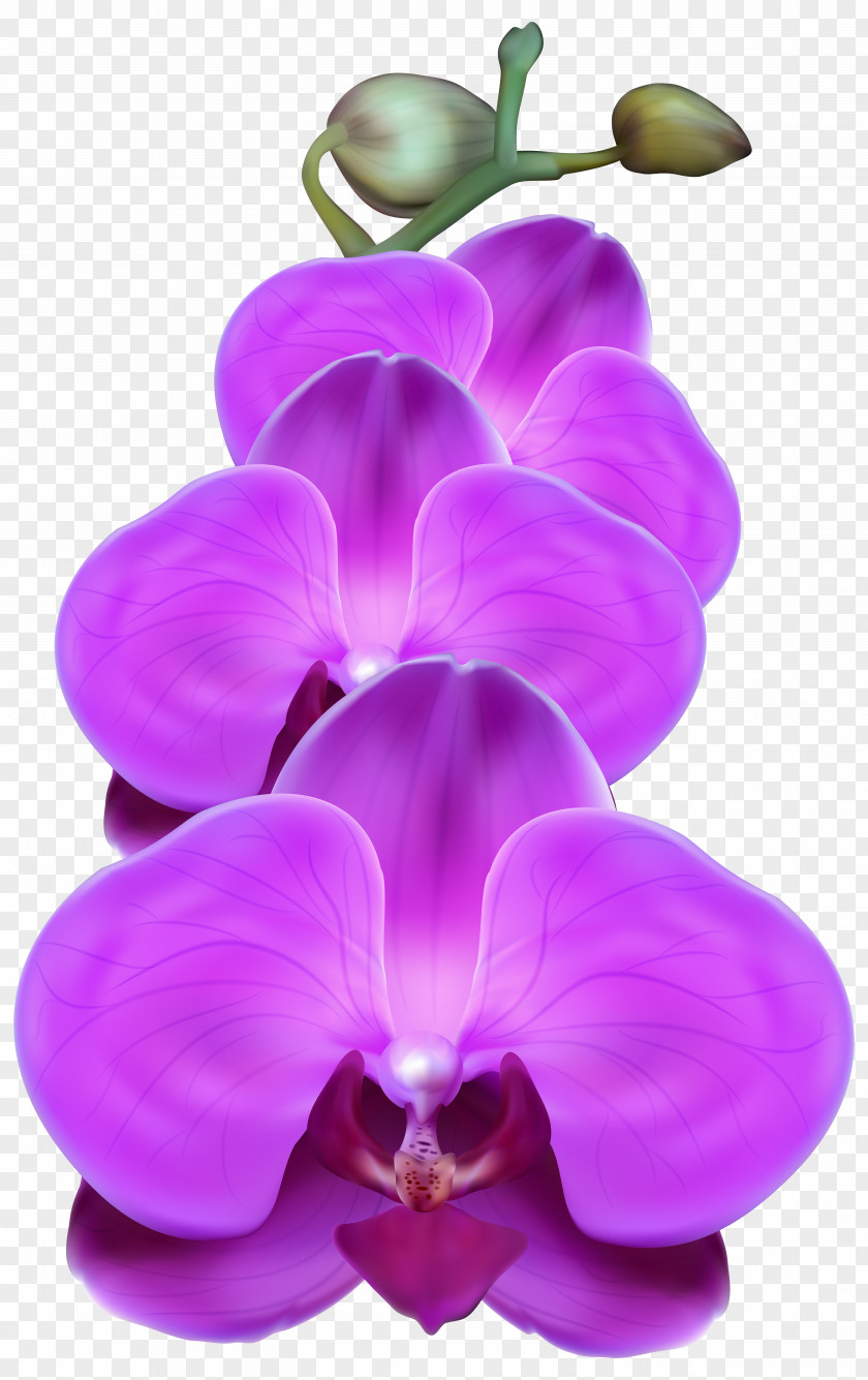 Purple Orchids Flower Clip Art PNG