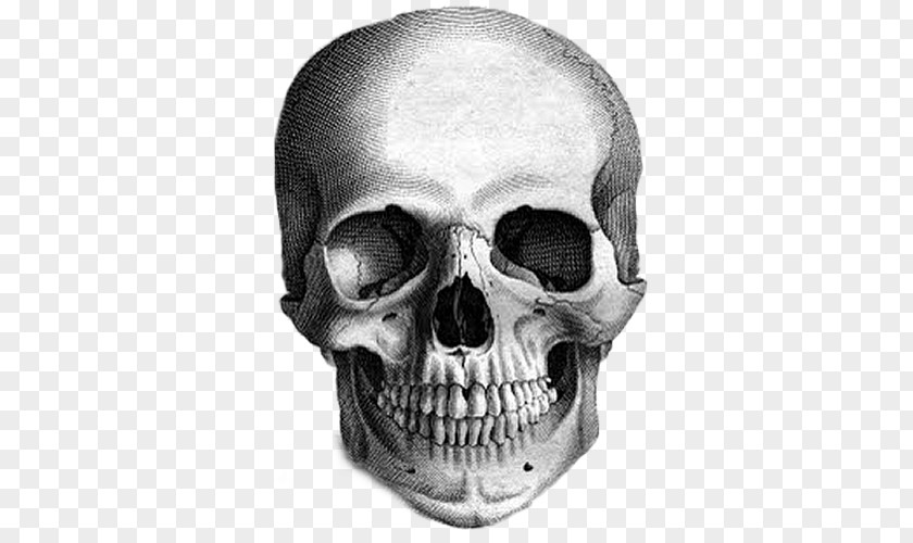 Skull Calavera Drawing The Human Head Sketch PNG