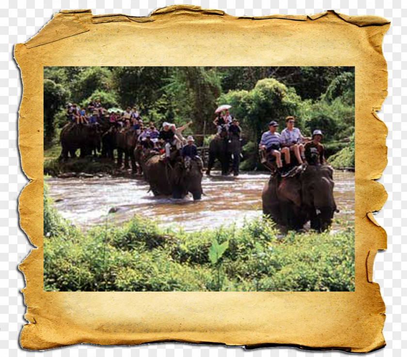 Thailand Tour Paper Animal PNG