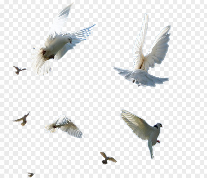 Birds Flying Element Bird Flight Shush, Iran PNG