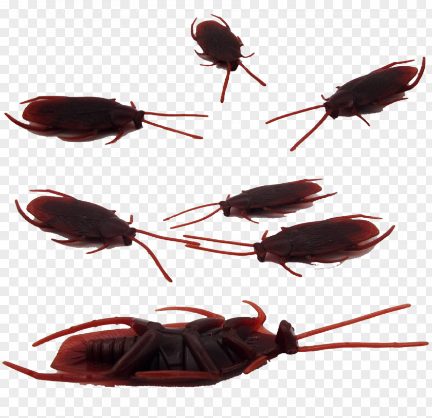Fool 's Day Mischievous Cockroach Toy April Fools Hoax PNG