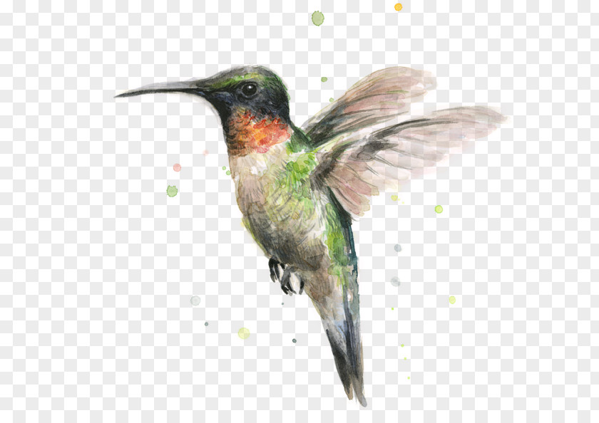 Hummingbird Watercolor Painting Printmaking PNG