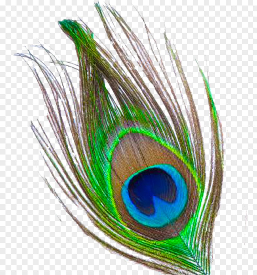 Peacock Feather Transparent Images Krishna Clip Art PNG