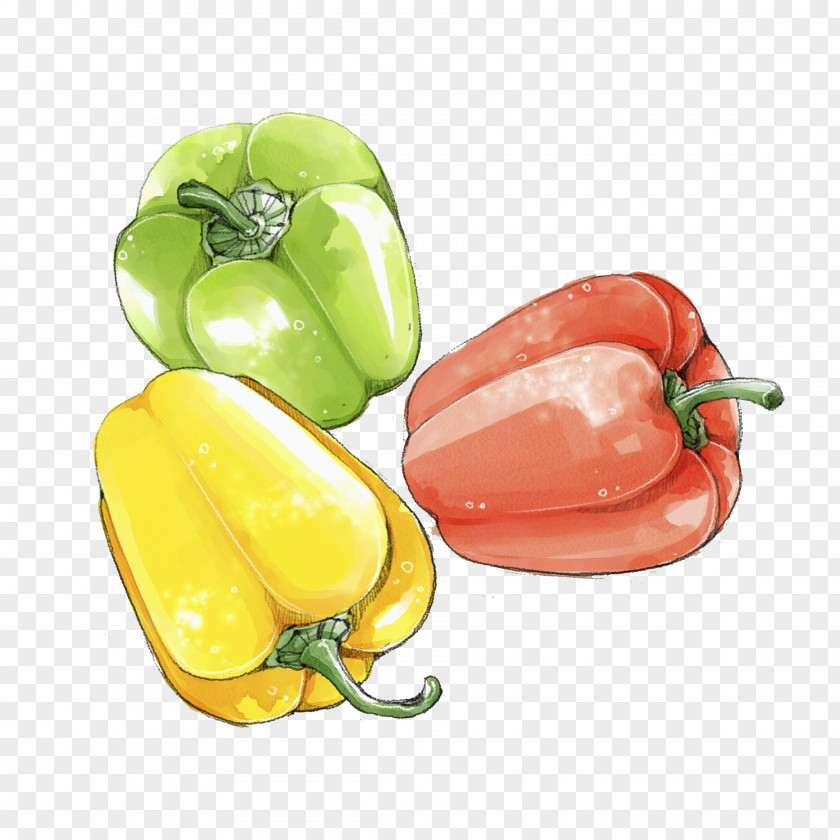 Colored Persimmon Pepper Habanero Bell Jalapexf1o Friggitello Yellow PNG