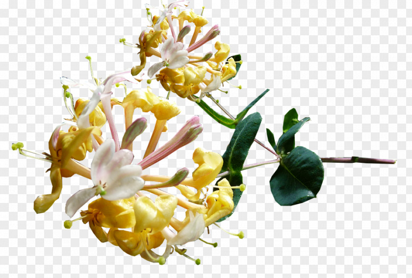Flower Honeysuckle Image Pixabay PNG