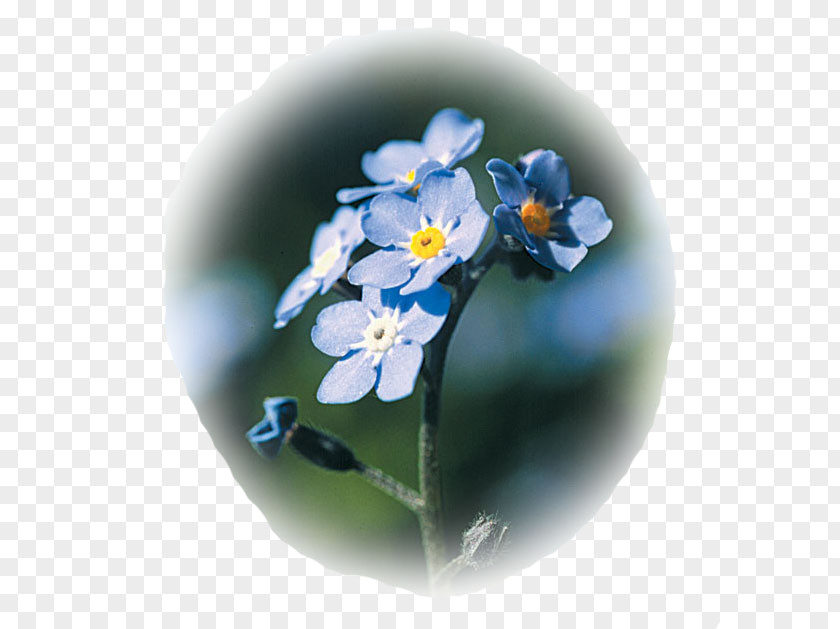 Flower Myosotis Sylvatica Cynoglossum Amabile Laxa Seed PNG