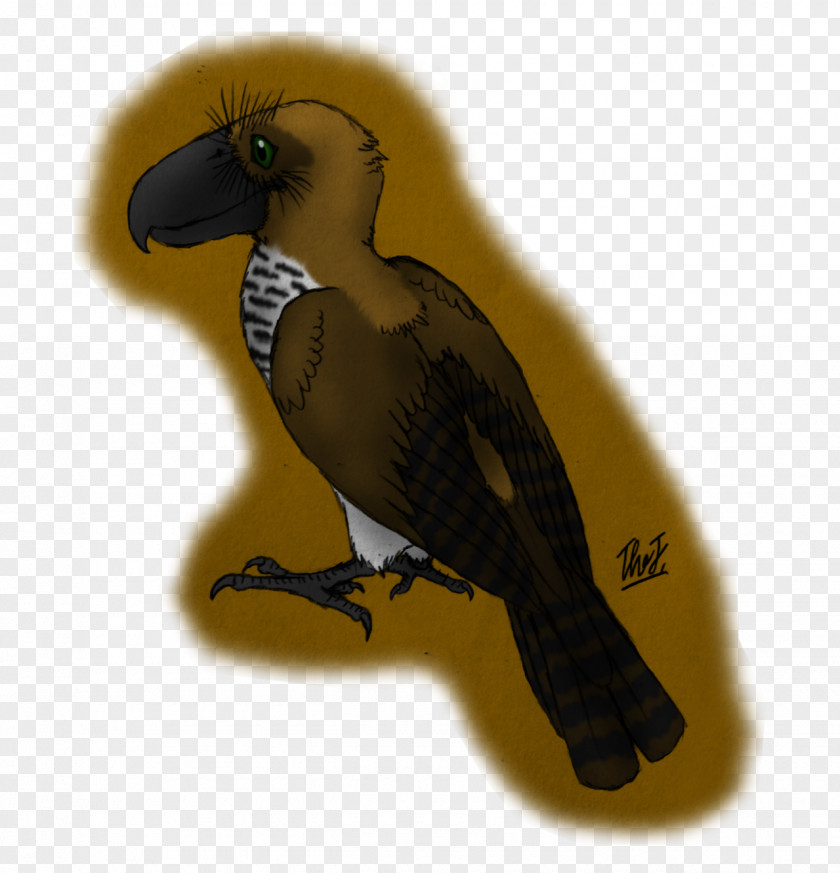Large Axe Drawings Macaw Fauna Beak Feather PNG