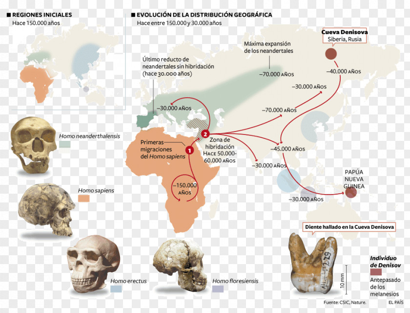 Patterns Neandertal Homo Sapiens Flores Man Paleolithic Upright PNG