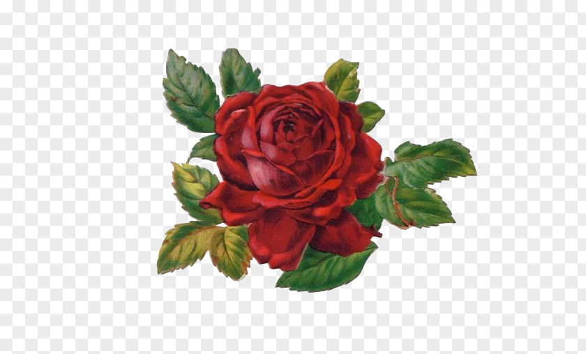Regina George Garden Roses Cabbage Rose Floribunda Abziehtattoo Cut Flowers PNG