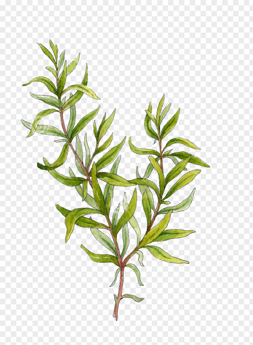 Rosemary Grass PNG grass clipart PNG