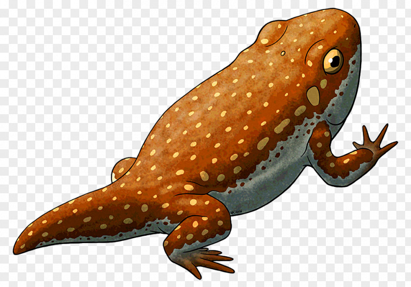 Salamander Reptile True Frog Temnospondyli Gerobatrachus PNG