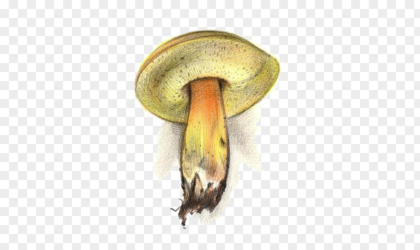 Yellow Mushrooms Mushroom Fungus PNG