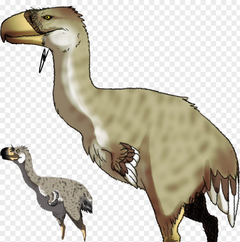 Bird Velociraptor Flightless Phorusrhacidae Tyrannosaurus PNG