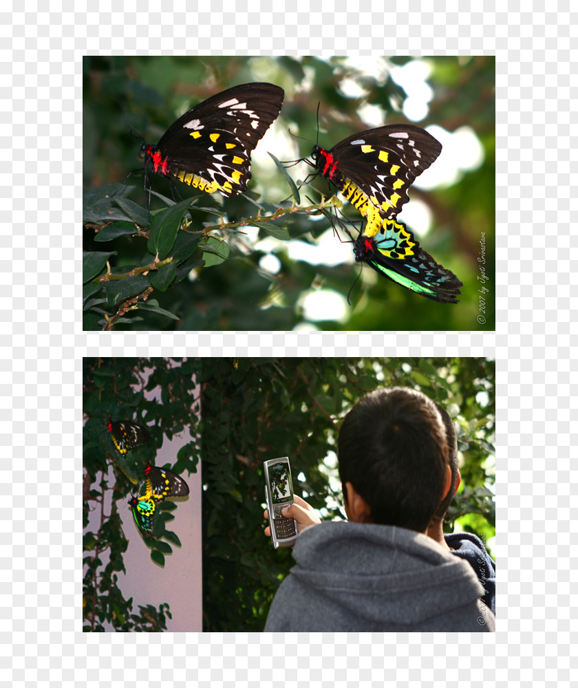 Butterfly Monarch Nymphalidae Tree Milkweeds PNG