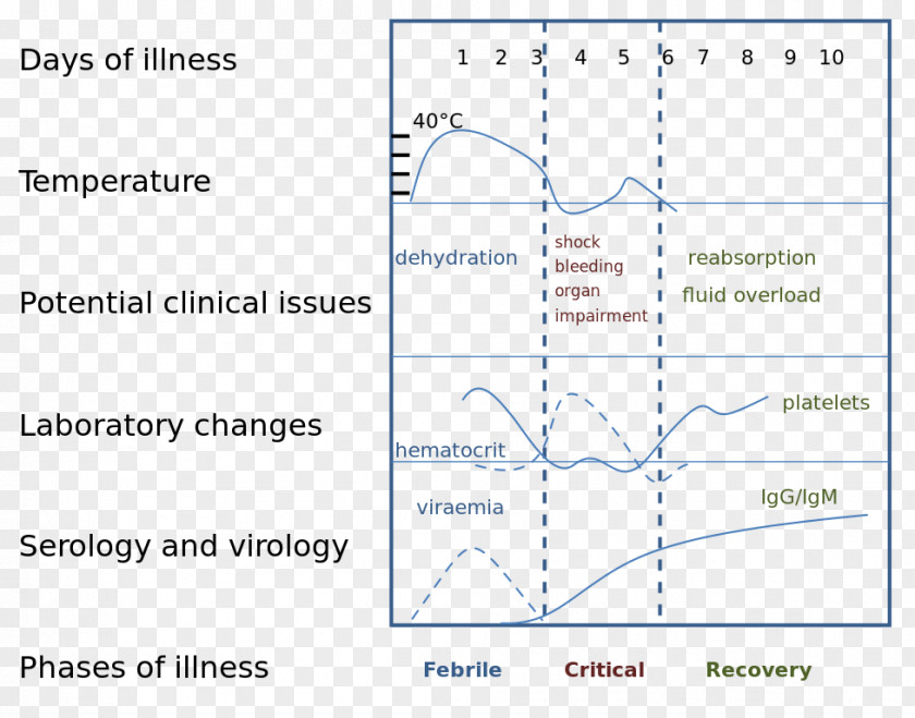 Dengue Virus Tropical Disease Infection PNG