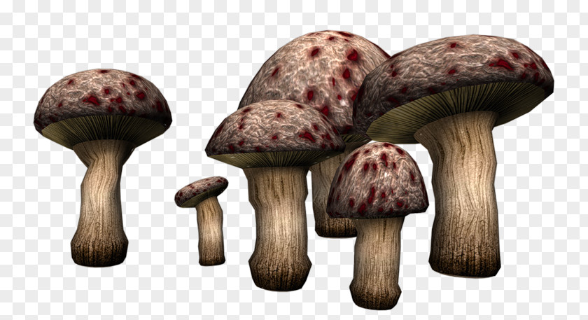 Mushroom Poisonous Fungus Clip Art PNG