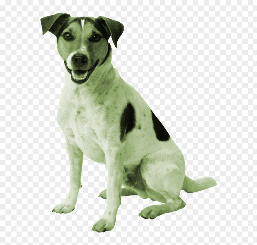 Puppy Jack Russell Terrier Parson Golden Retriever Cat PNG