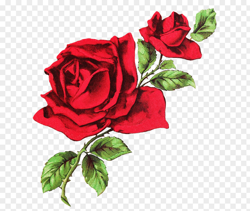 Red Rose T-shirt Drawing Flower Clip Art PNG
