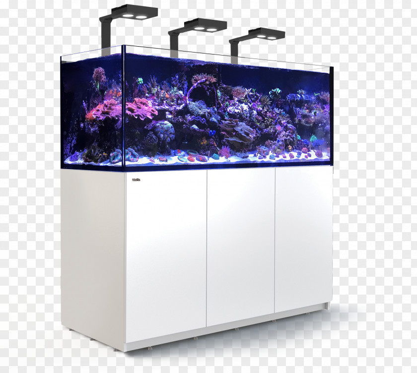 Sea Coral Reef Aquarium Seawater Red REEFER Peninsula PNG