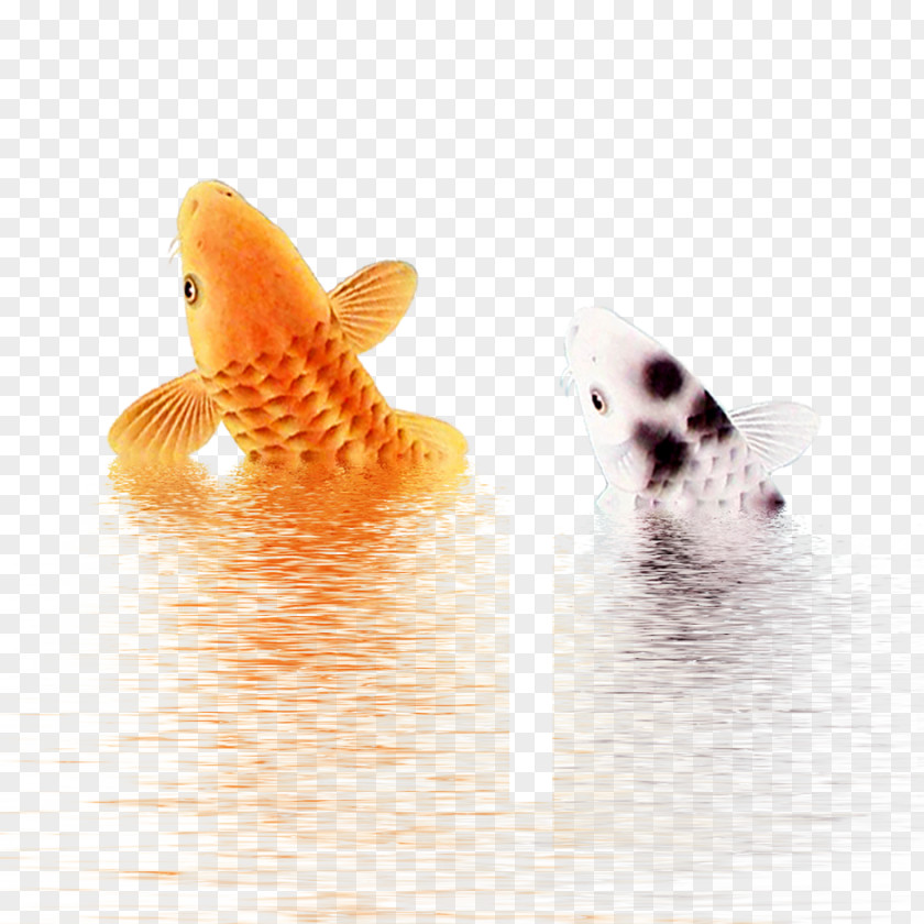 Fish Koi Download Wallpaper PNG