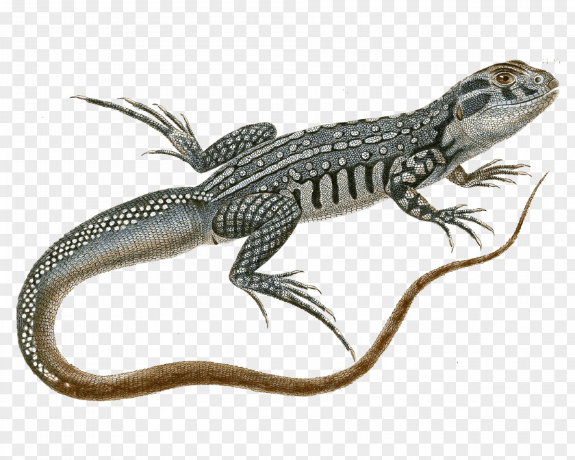 Lizard Reptile Turtle Snake Clip Art PNG