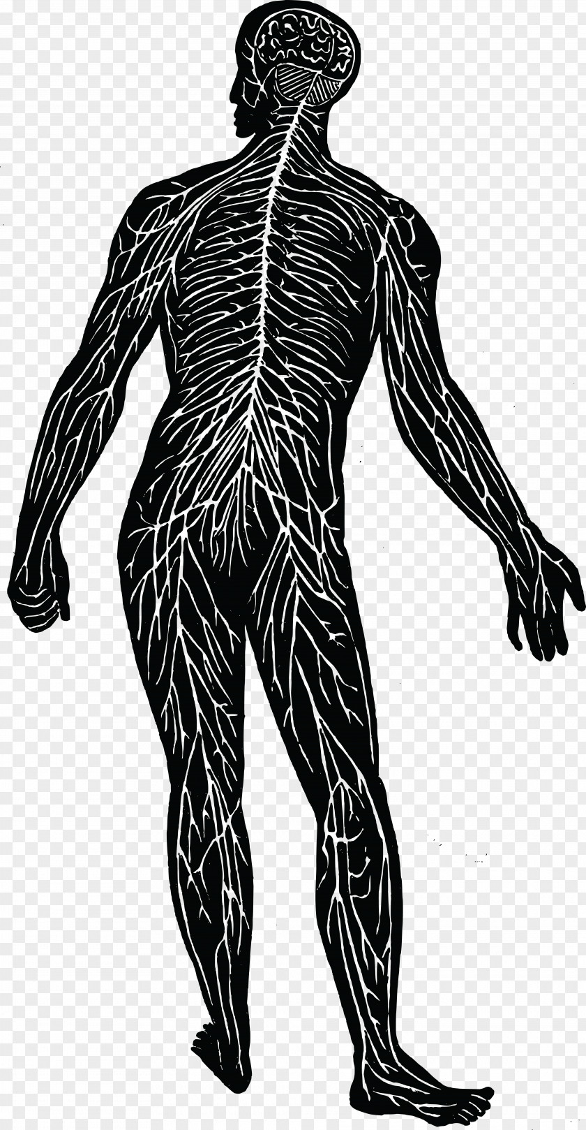 Nervous System Nerve Human Body Muscular Clip Art PNG