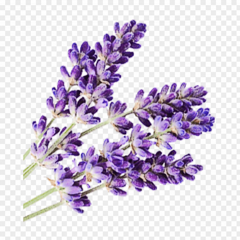 Perennial Plant Violet Family Purple Watercolor Flower PNG