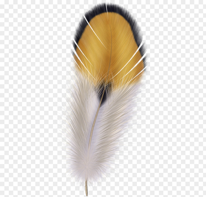 Plumas Feather Clip Art PNG