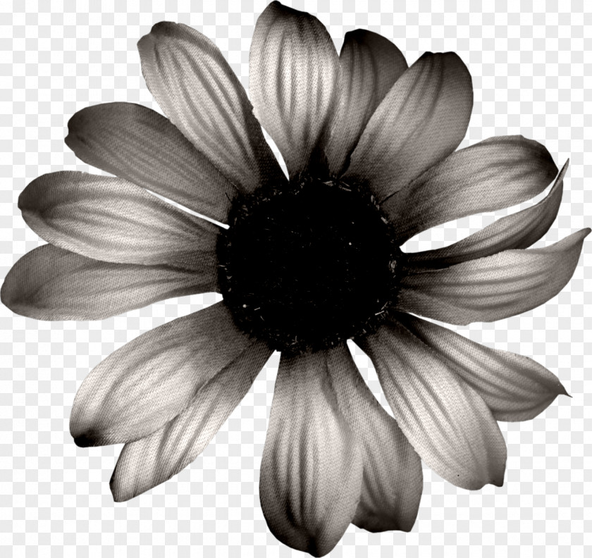 Black Sunflower Common Download And White PNG