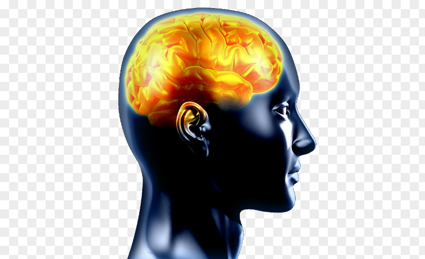 Brain Neuroscience Psychology Cognition Emotion PNG