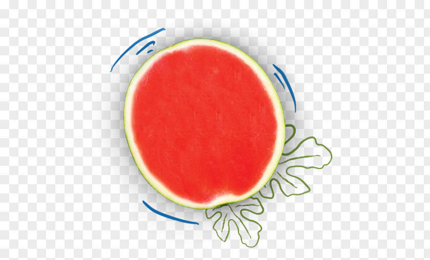 Cantaloupe Melon Watermelon Abortion Clinic Nutrient PNG