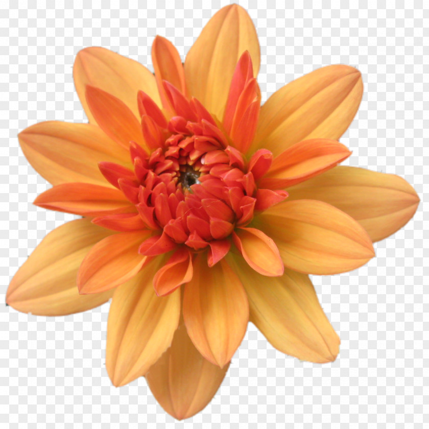 Flower Orange Clip Art PNG
