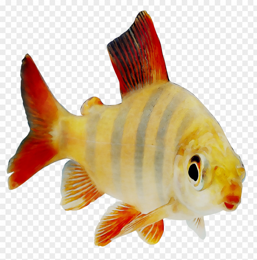 Goldfish Feeder Fish Perch Products PNG