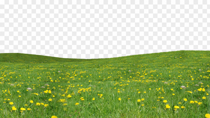 Grass Download Garden Computer File PNG