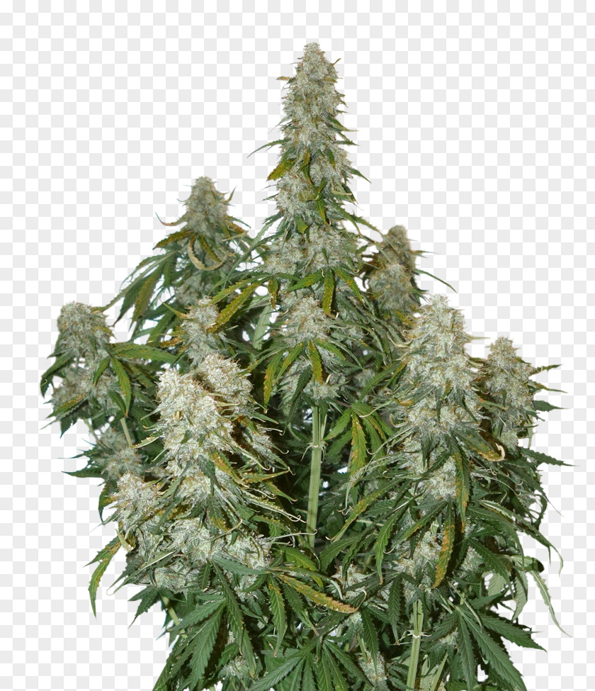 Big Bud Autoflowering Cannabis Seed White Widow Car Skunk PNG