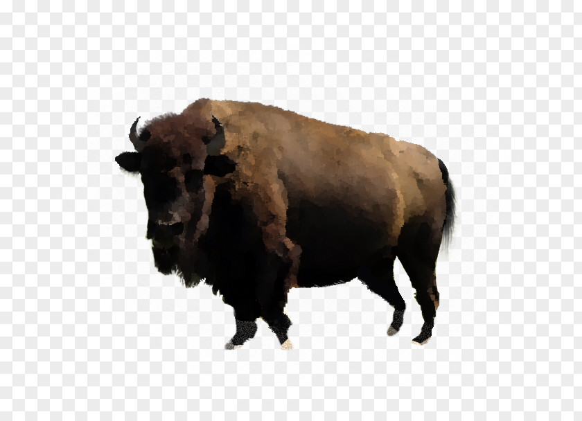 Bison Water Buffalo PDF Cattle PNG