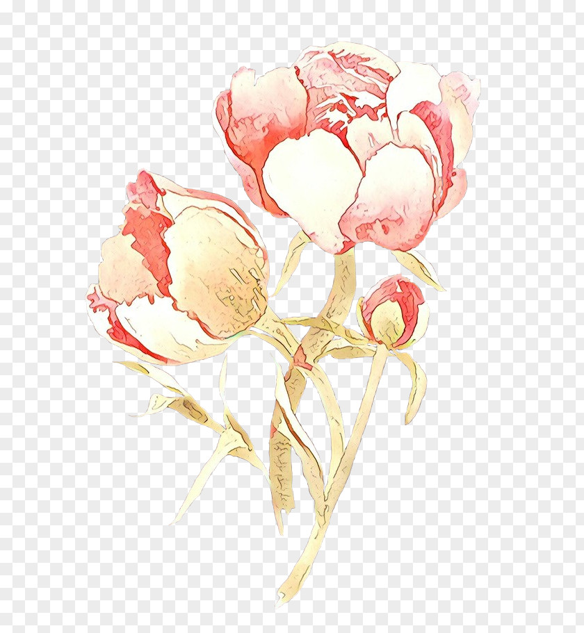 Common Peony Chinese Bouquet Of Flowers Drawing PNG