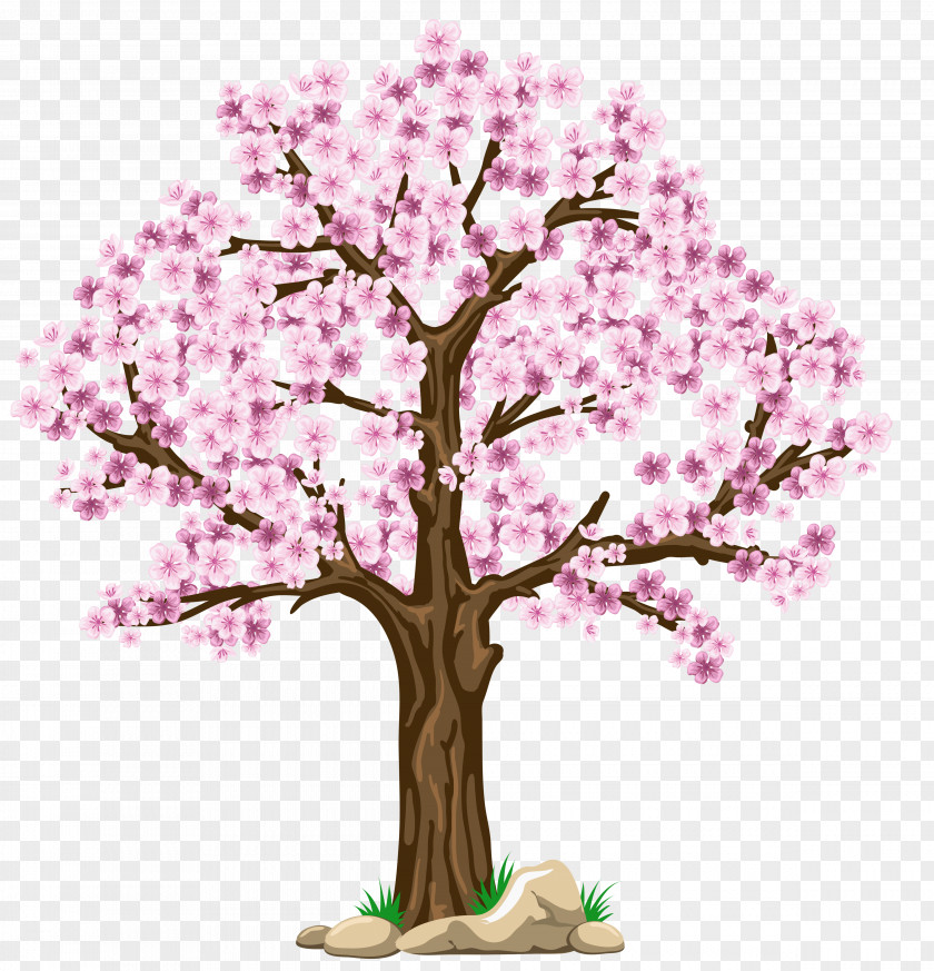 Fir-tree Tree Cherry Blossom Clip Art PNG