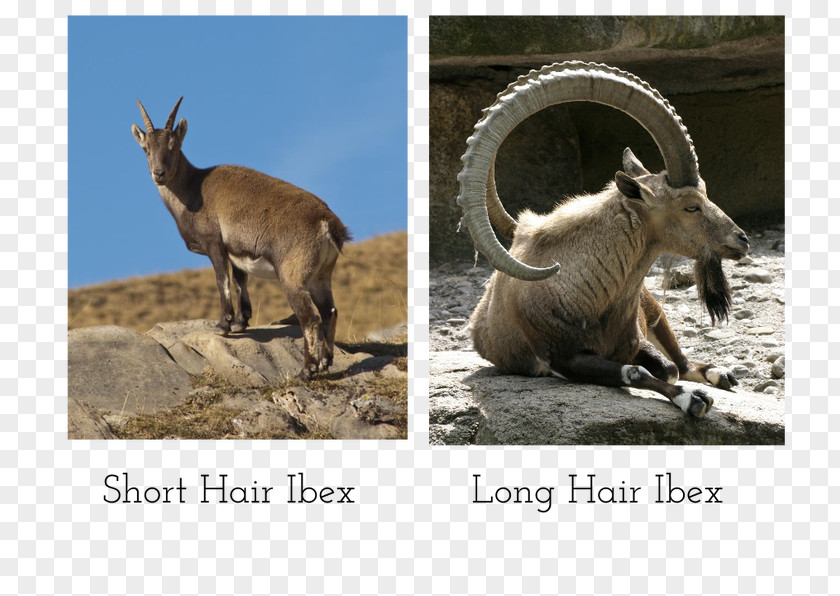 Goat Alpine Ibex Horn Chamois Deer PNG