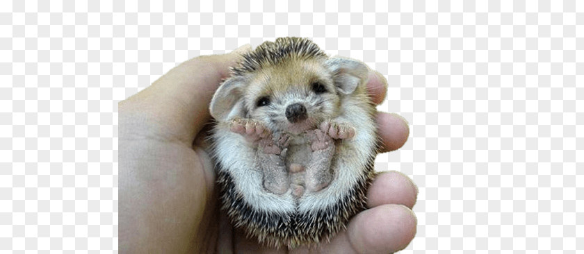 Hedgehog Flipped Over PNG Over, person holding hedgehog clipart PNG