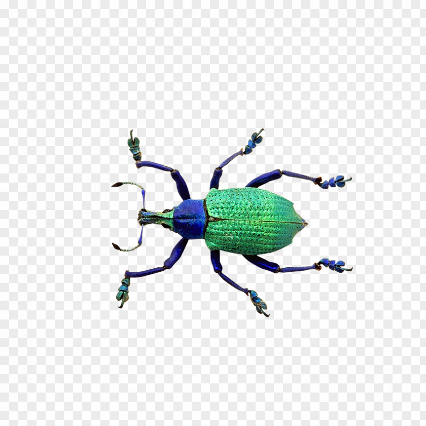 Insects, Fish Beetle Illustration PNG