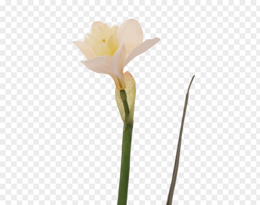 Jersey Lily Narcissus Belladonna Plant Stem Bud PNG