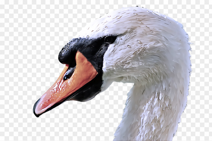 Swan Bird Beak Water Ducks, Geese And Swans PNG