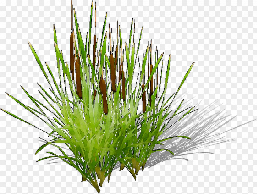 Sweet Grass Vetiver Wheatgrass Aquarium Chrysopogon PNG