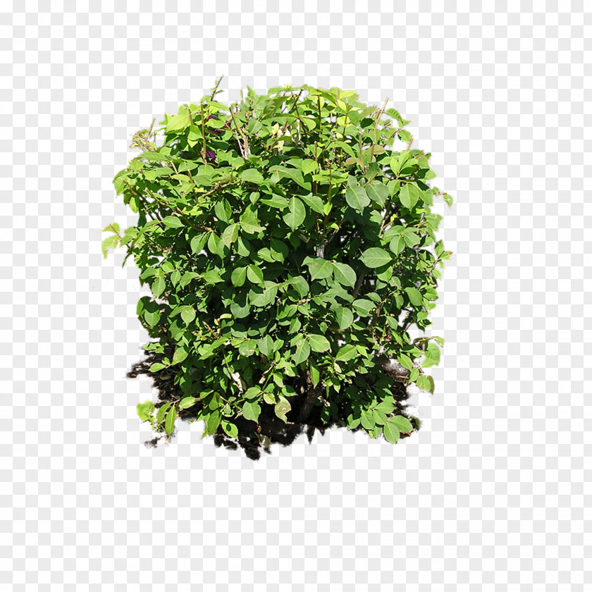 Bushes Shrub Plant Clip Art PNG