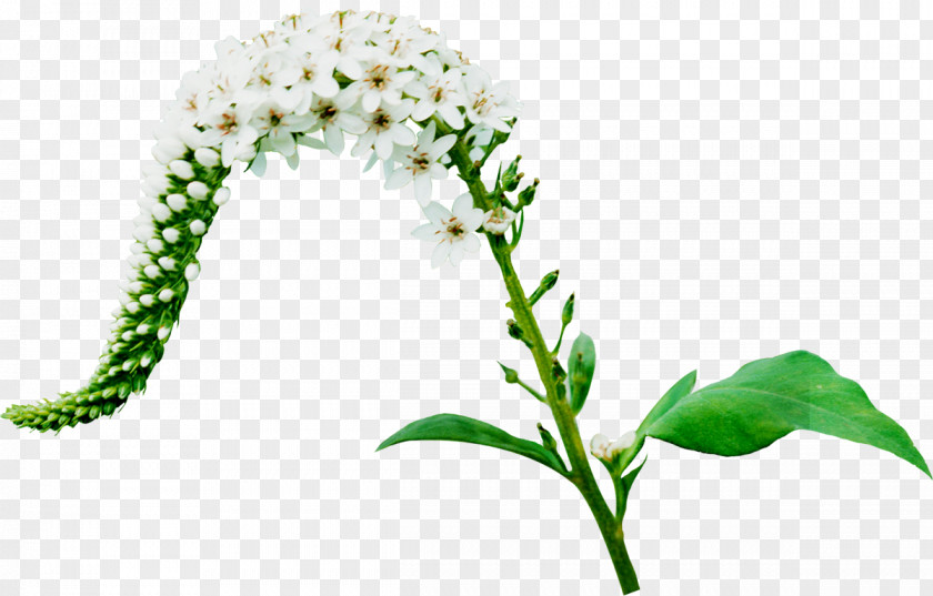 Flower Branch PNG