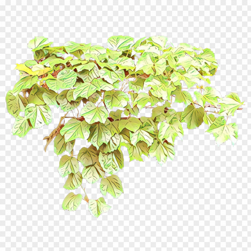 Perennial Plant Spirea Flower Leaf Flowering Hydrangea PNG