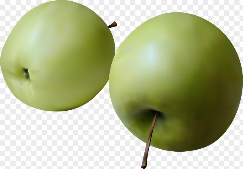 Realistic Painted Green Apple Granny Smith Cider Manzana Verde PNG