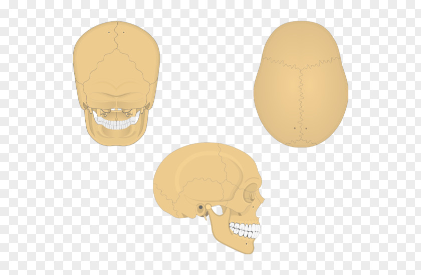 Skull Parietal Bone Anatomy Lobe PNG